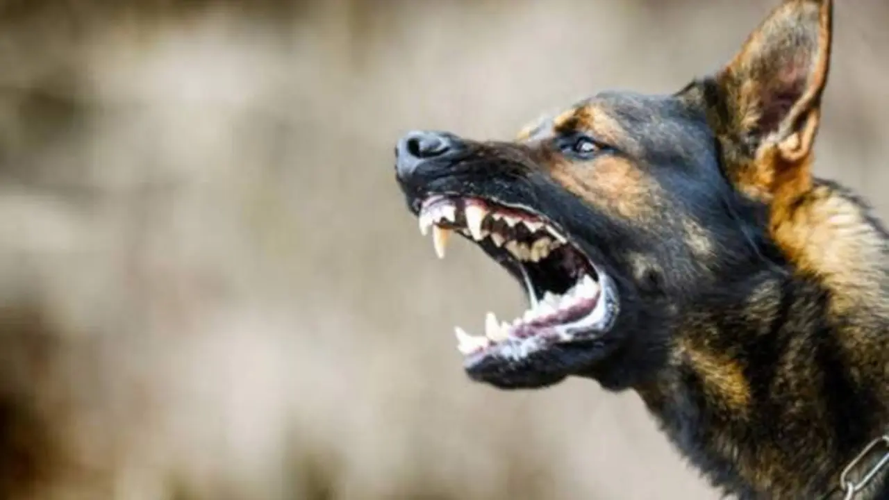 Tres perros dejan crítica a una anciana: investigan a su hija y nieta por el ataque