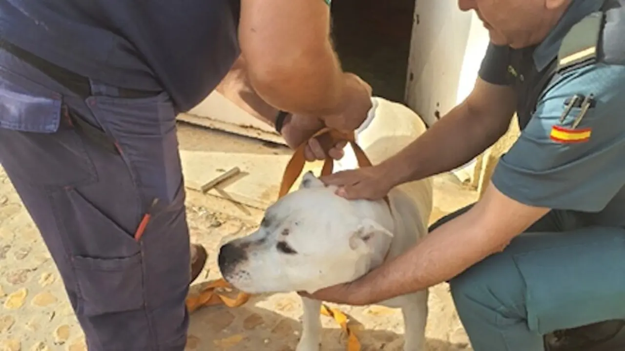 Rescatado un perro abandonado en una casa deshabitada en Alcolea de Calatrava (Ciudad Real)