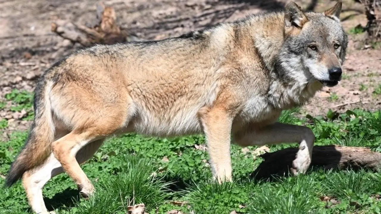 Fotografía de archivo de un lobo ibérico - EP/Bernd Weibrod/dpa