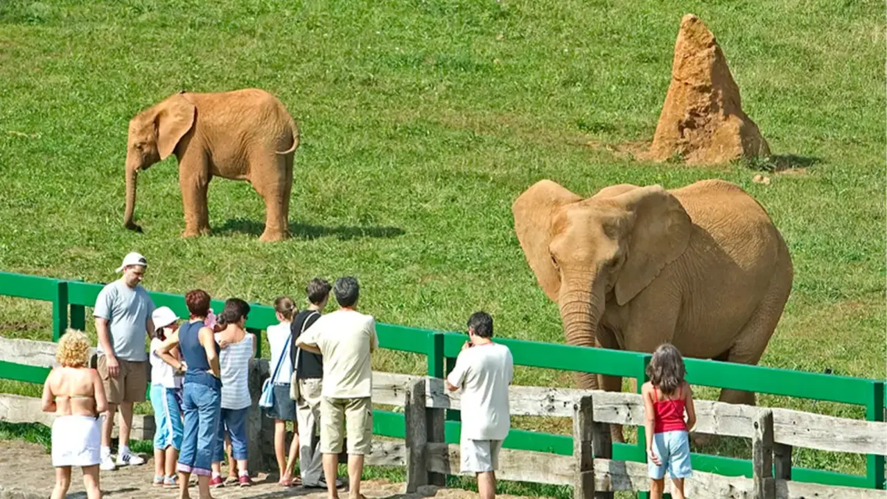 En la imagen de archivo turistas contemplan elefantes en un Parque Natural