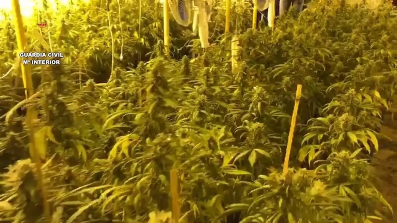 Desmantelan un cultivo de marihuana con 400 plantas y un detenido en Chinchilla de Montearagón (Albacete)