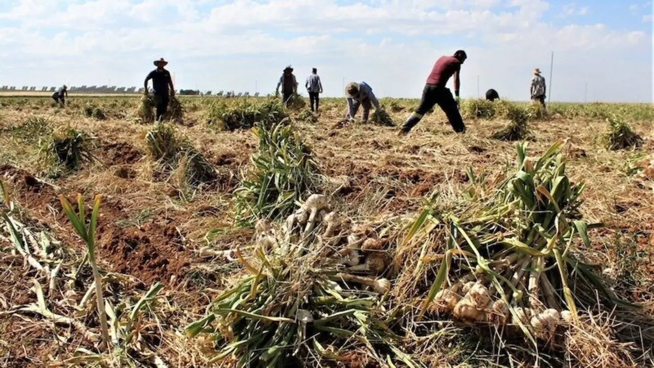Piden reforzar la vigilancia para evitar robos de ajo morado en Castilla-La Mancha