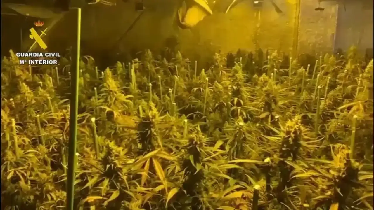 Nueve detenidos con 400 plantas de marihuana y 10 kilos de cogollos en Yuncler (Toledo)