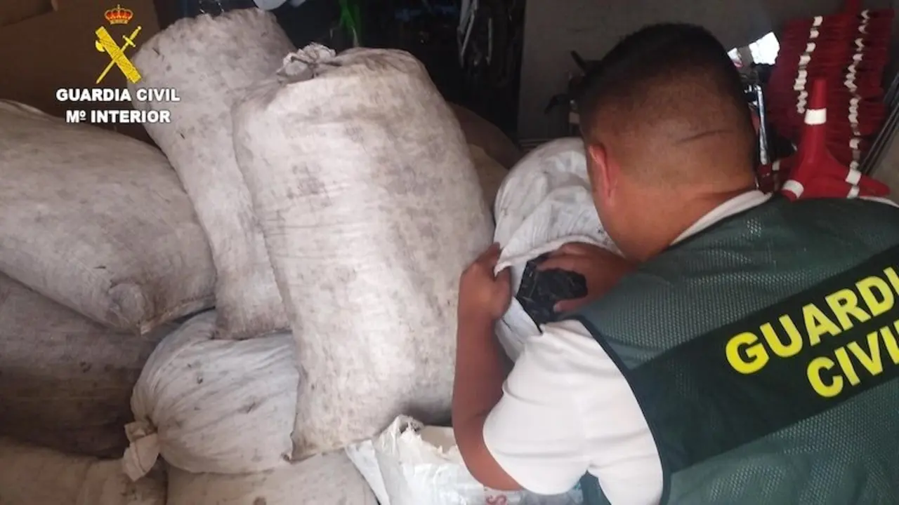 La Guardia Civil recupera 890 kilos de aceituna sustraída en Mota del Cuervo (Cuenca)