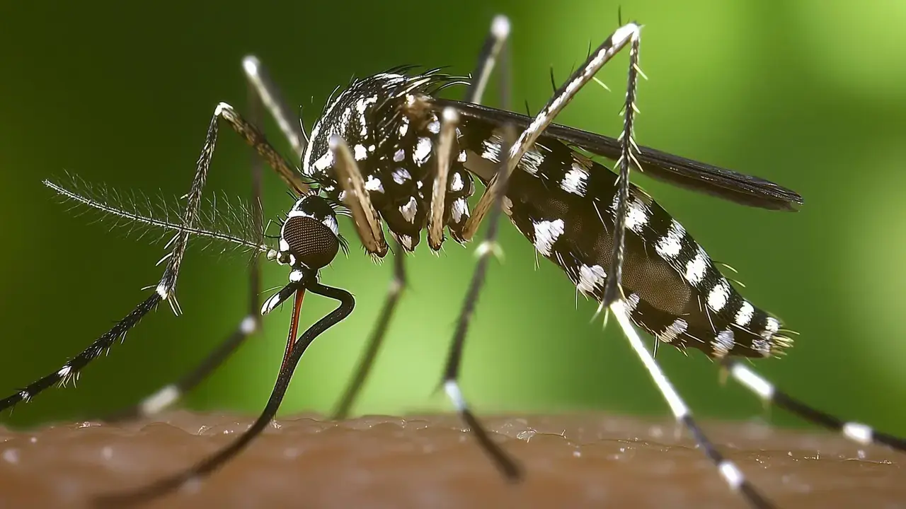El mosquito tigre conquista ya 1.763 municipios y avanza cada vez más por zonas frías