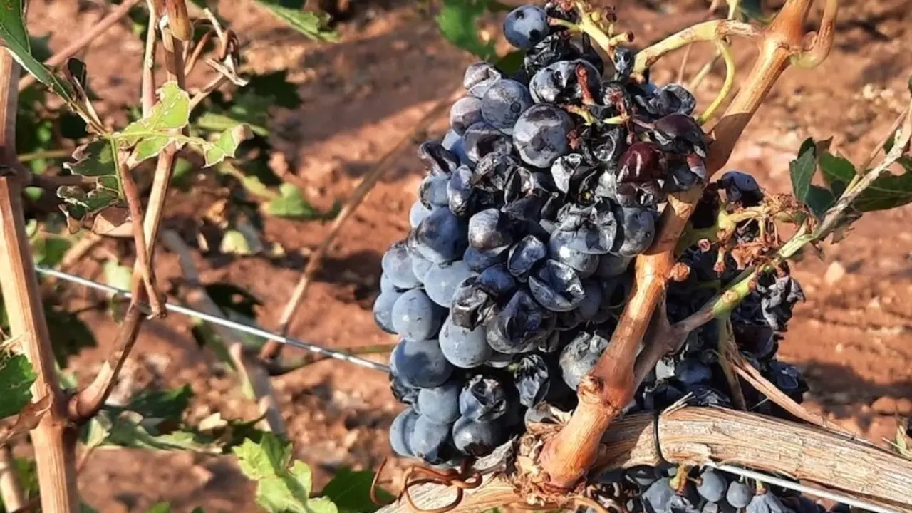 Imagen de un cultivo afectado por el pedrisco - Efeagro/Agroseguro