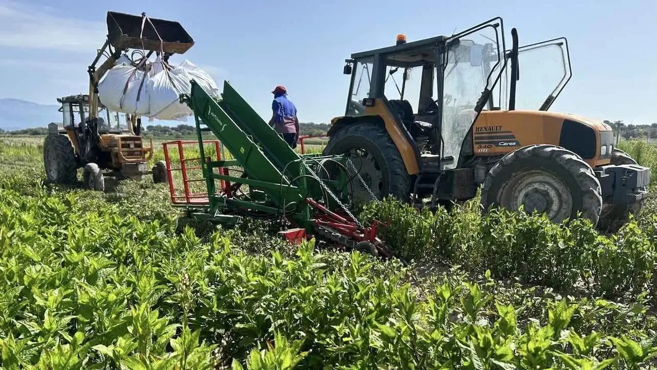 agricultura, campo, temporeros, cosecha, PAC, agricultores, tractor, maquinaría agrícola, agricultor, recolecta