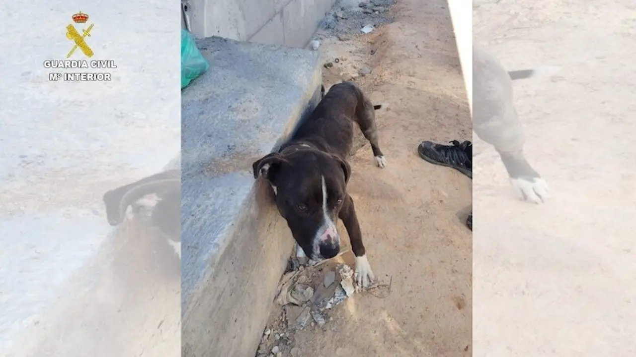 El Seprona investiga a una persona por abandonar a un perro atado al sol en Valdepeñas (Ciudad Real)