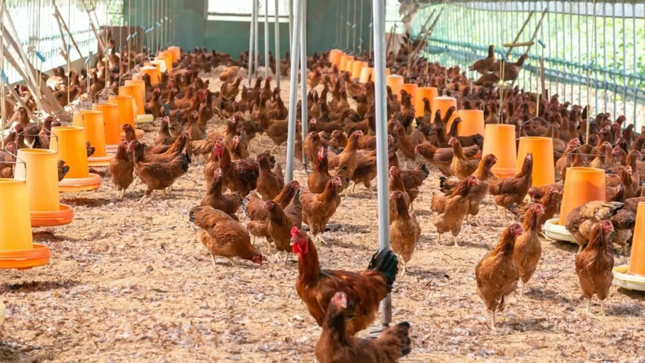 Detectado un foco de gripe aviar en una granja de gallinas de un pueblo de Toledo
