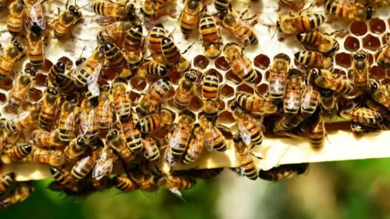 Muere un hombre atacado por un enjambre de abejas cuando ayudaba a un amigo