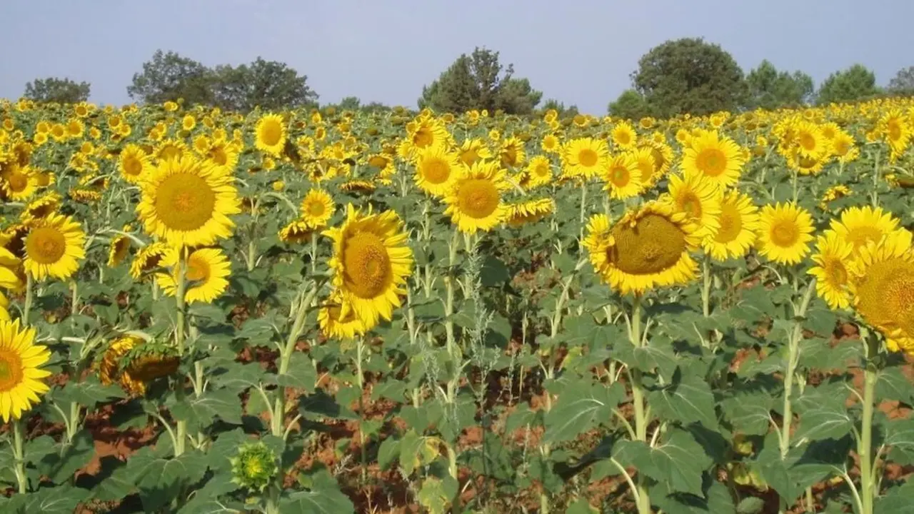 El Centro Agrario de Albaladejito publica la ubicación de los campos de ensayo de girasol