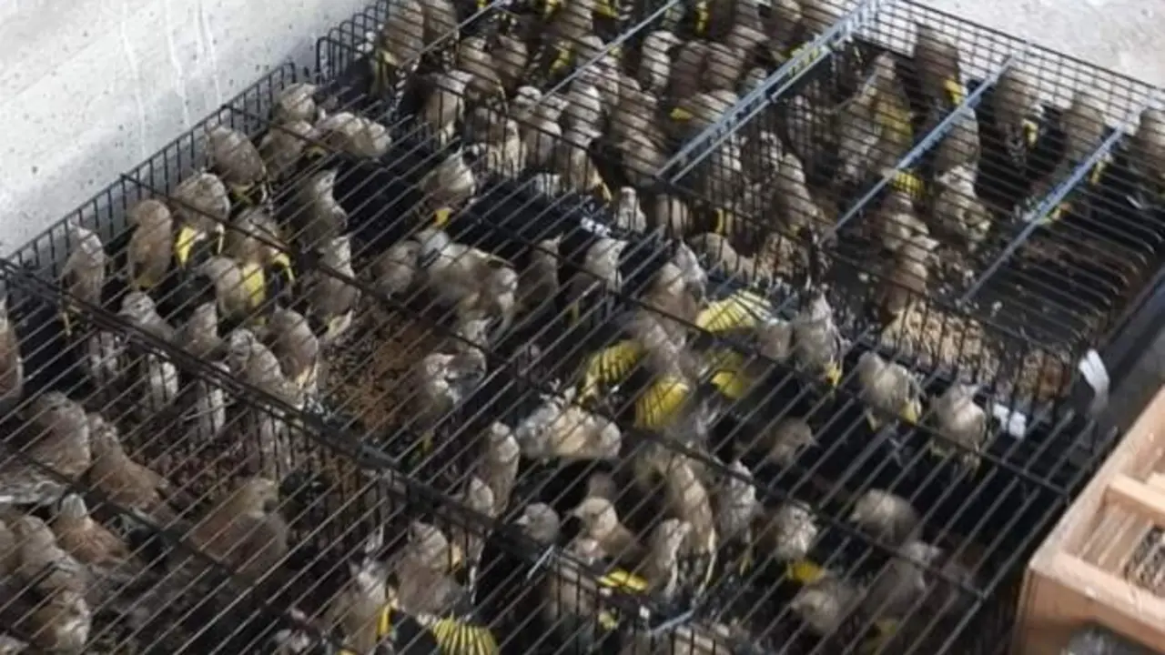 Intervenidos 922 pájaros cazados ilegalmente en pésimas condiciones: 114 ya muertos