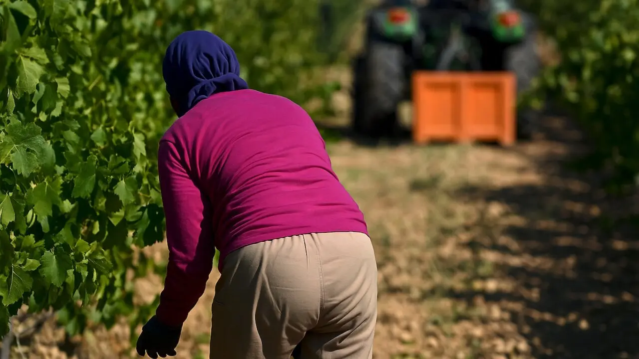 Nadia muere odiada en el campo mientras España necesita más que nunca sus manos