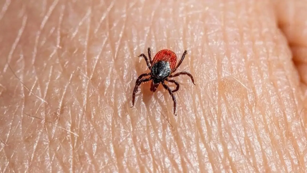 España notifica tres casos de fiebre hemorrágica de Crimea-Congo, uno en Toledo. En la imagen de archivo una garrapata