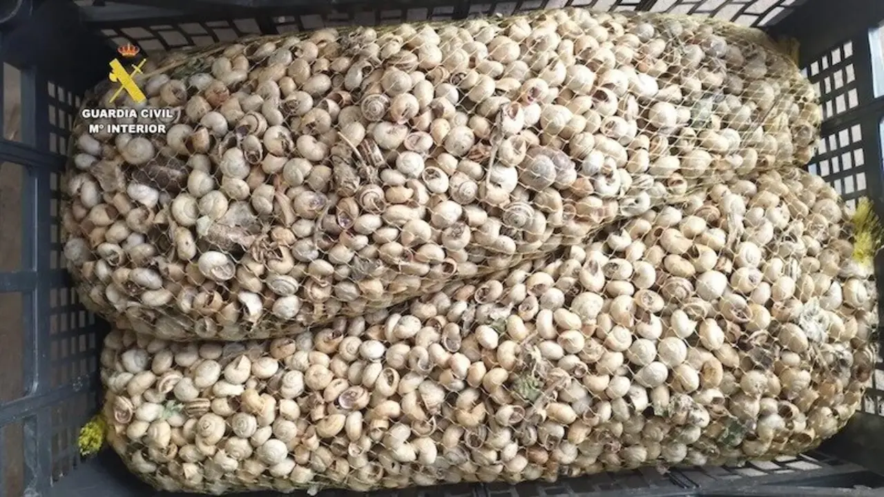 Interceptados 430 kilos de caracoles silvestres para su venta ilegal en Albacete