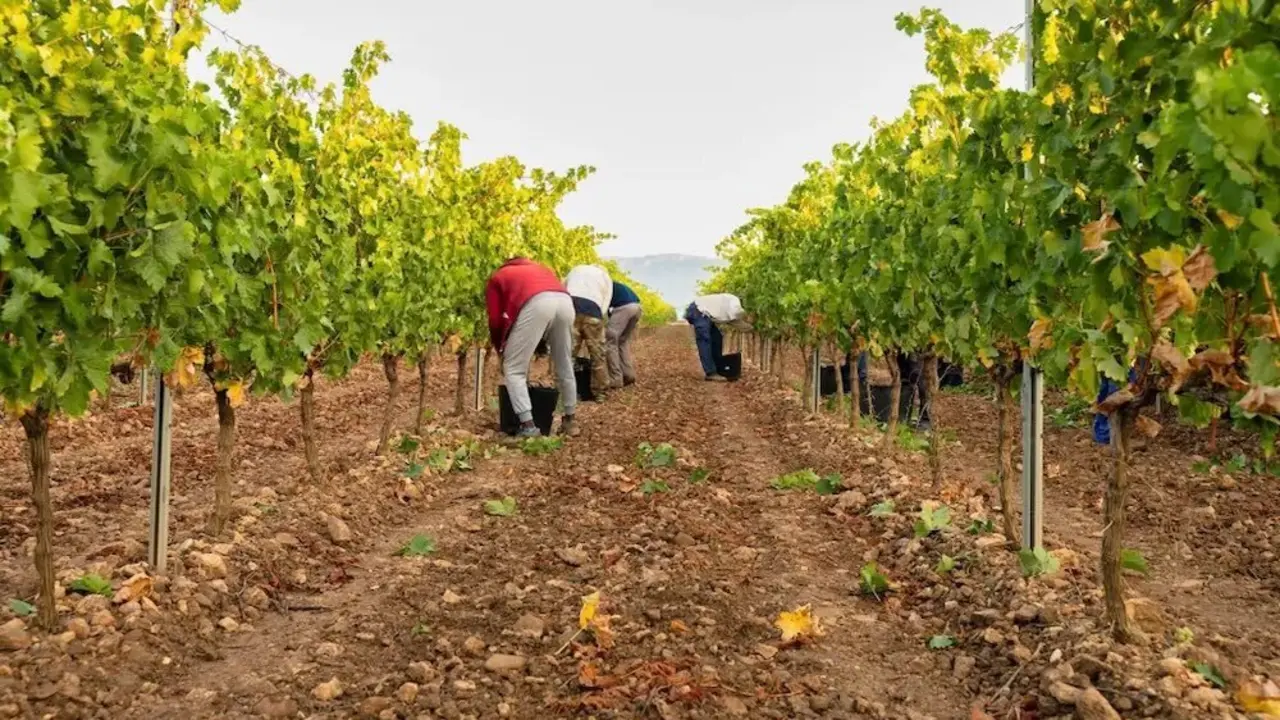 vendimia, uva, temporeros, viñedo, viticultores, temporeros, viñas, vino,