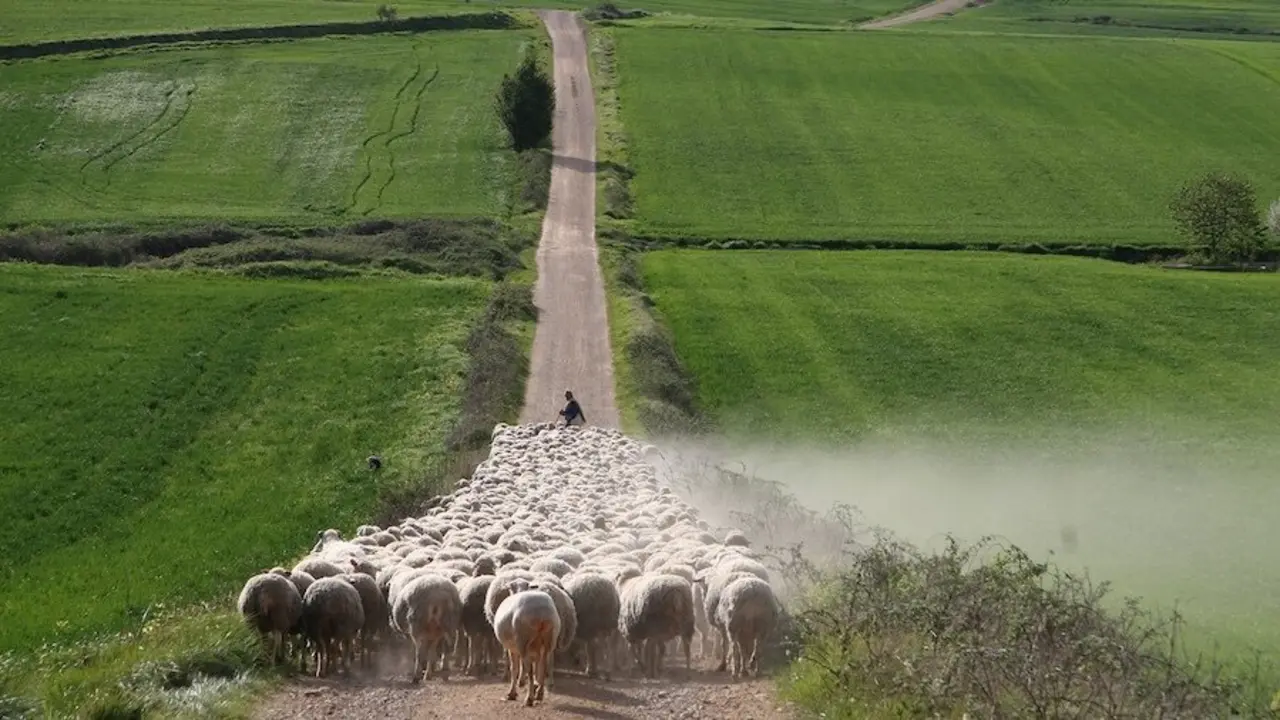 La reducción del pastoreo en la última década, clave en la propagación de los incendios, ganado, ovino, caprino, ovejas, lengua azul, salud animal, bienestar animal, pastor,