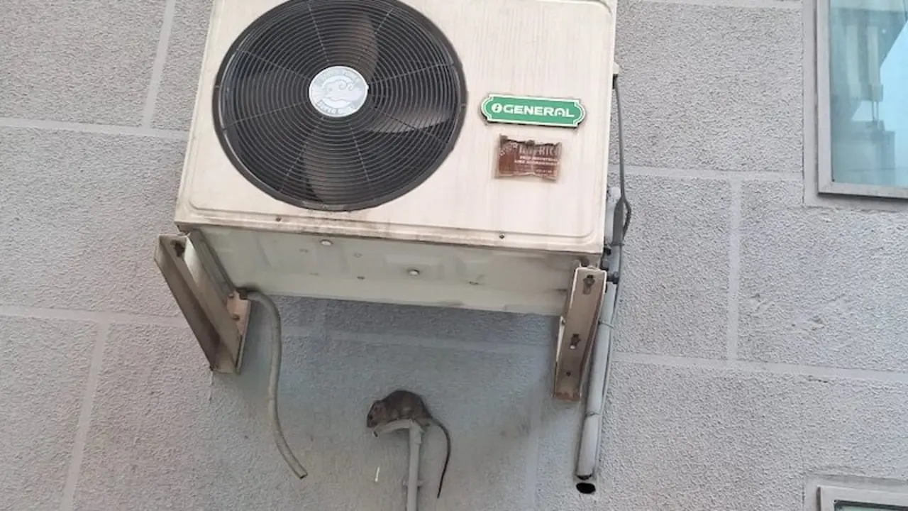 Vecinos del barrio de El Pilar denuncian una plaga de ratas en las calles de Talavera de la Reina (Toledo)