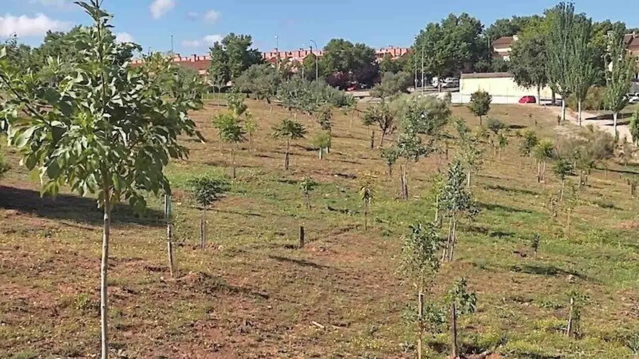 Denuncian el envenenamiento de más de 50 árboles en el Bosque Urbano de Guadalajara - Fotografía: Cadena Ser