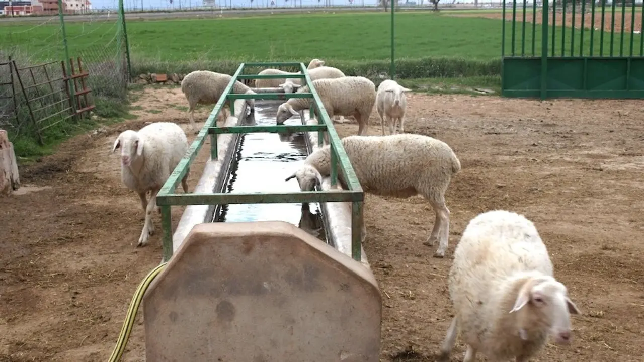 lengua azul, ovino, caprino, ovejas, explotación ganadera, ganaderos, ganado, cabras,