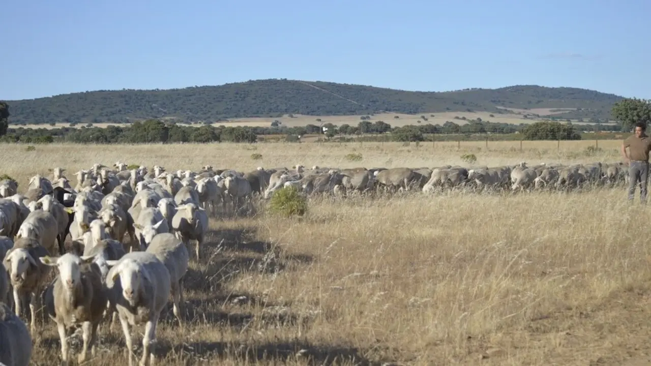 Asaja Ciudad Real acusa a la Junta de inacción frente a la crisis de lengua azul, ovino, caprino, pastores, pastoreo,