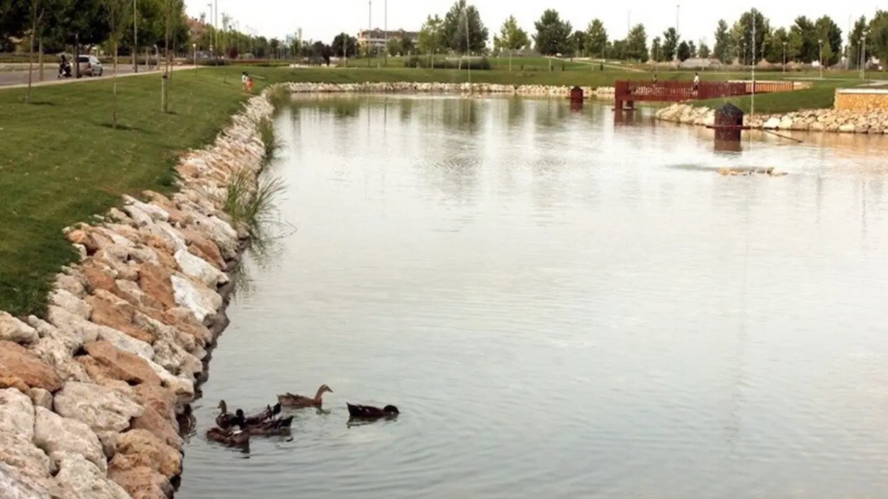 Se confirma un brote de gripe aviar en el lago del parque de Valdeluz, en Yebes (Guadalajara)