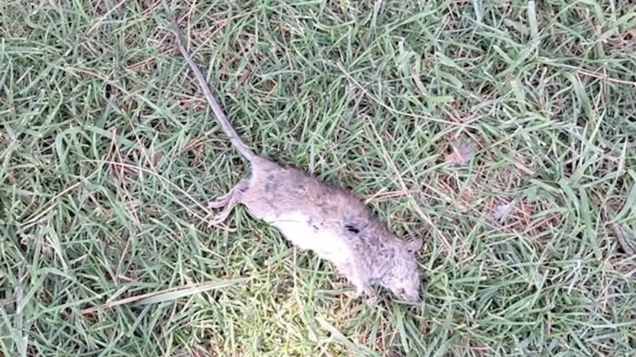 Vecinos de Argés denuncian plaga de ratas y cucarachas: piden un plan inmediato