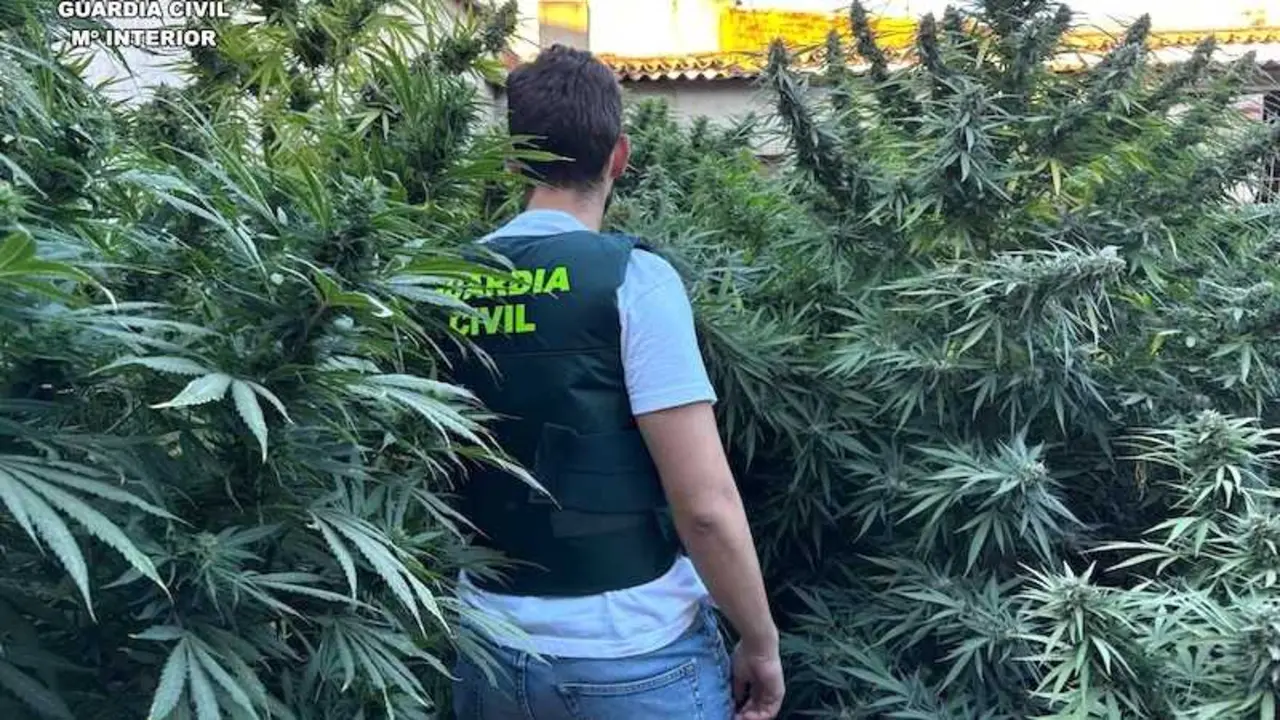 Detenida una vecina de Villarrobledo (Albacete) y desmantelada una plantación de marihuana