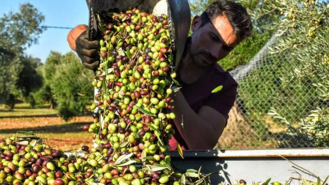 aceite de oliva, aceituna, recolección, olivar, producción de aceite, temporero, agricultura, olivos,