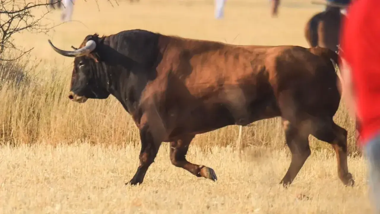 Alertan de un toro perdido desde hace cinco días tras un festejo en Guadalajara