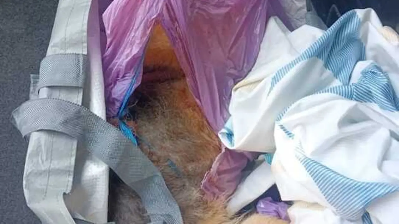 Dos detenidos en la localidad de Horche (Guadalajara) por apalear a un perro hasta la muerte