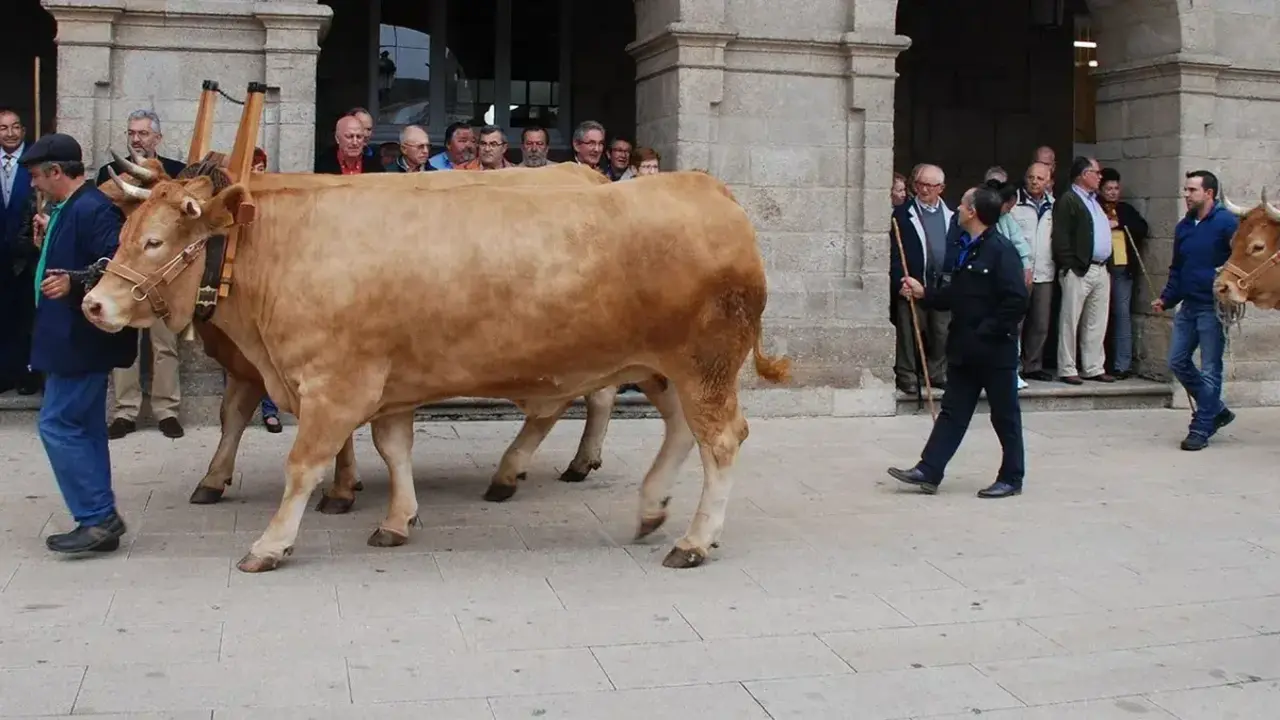 Muere una joven embestida por una de las reses que participaban en un desfile