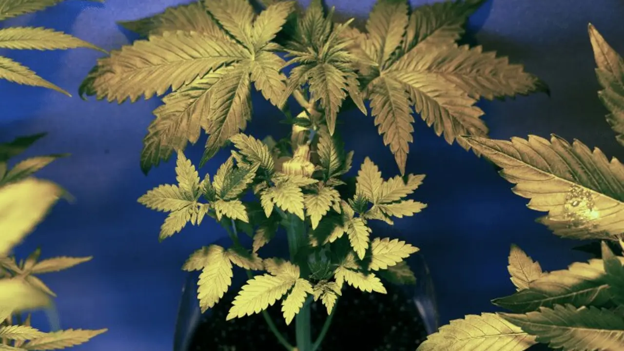 ¿Es Efectivo el Cannabis Medicinal?