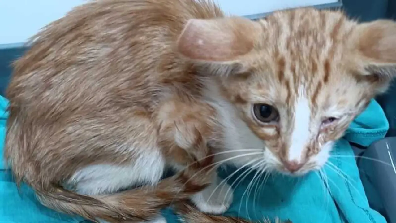 Pacma exige esclarecer la desaparición de gatos en colonias felinas de Toledo
