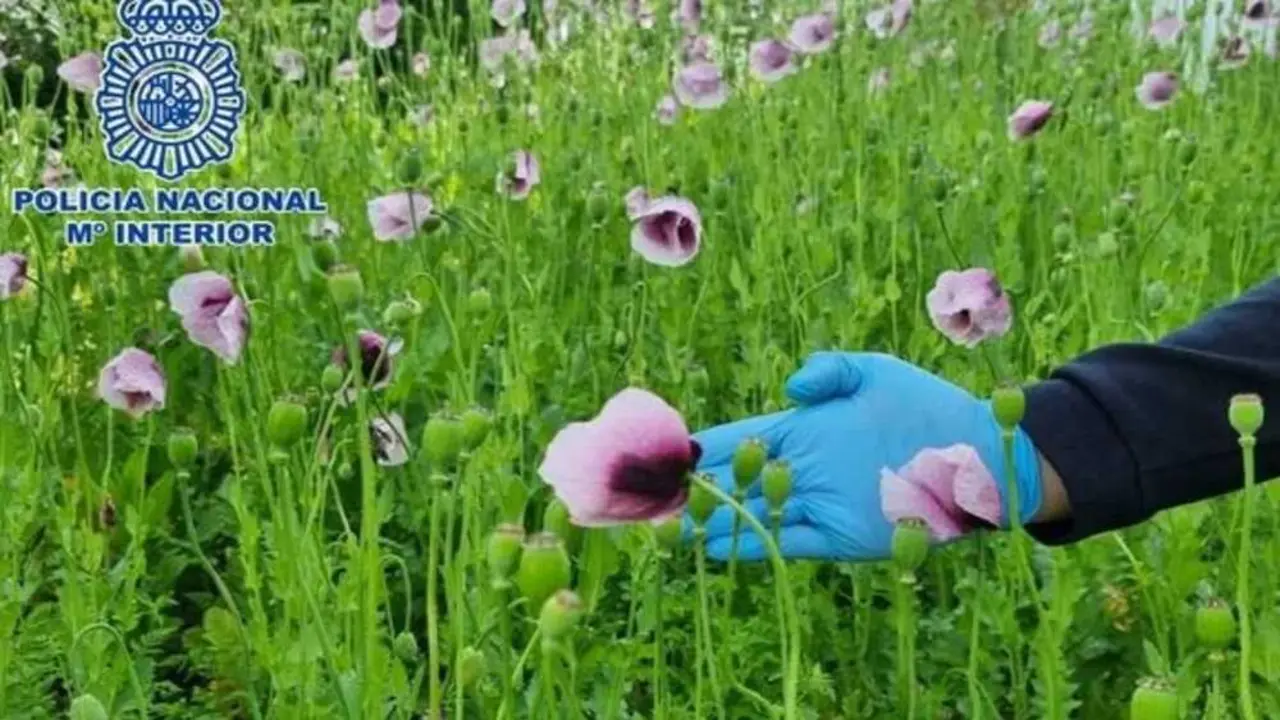 Desmantelada la primera plantación ilegal de opio en España con 83 detenidos