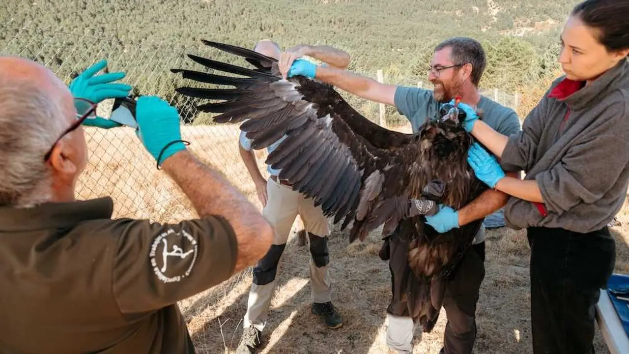 La Junta impulsa la mayor suelta de buitres negros en el Parque Natural del Alto Tajo