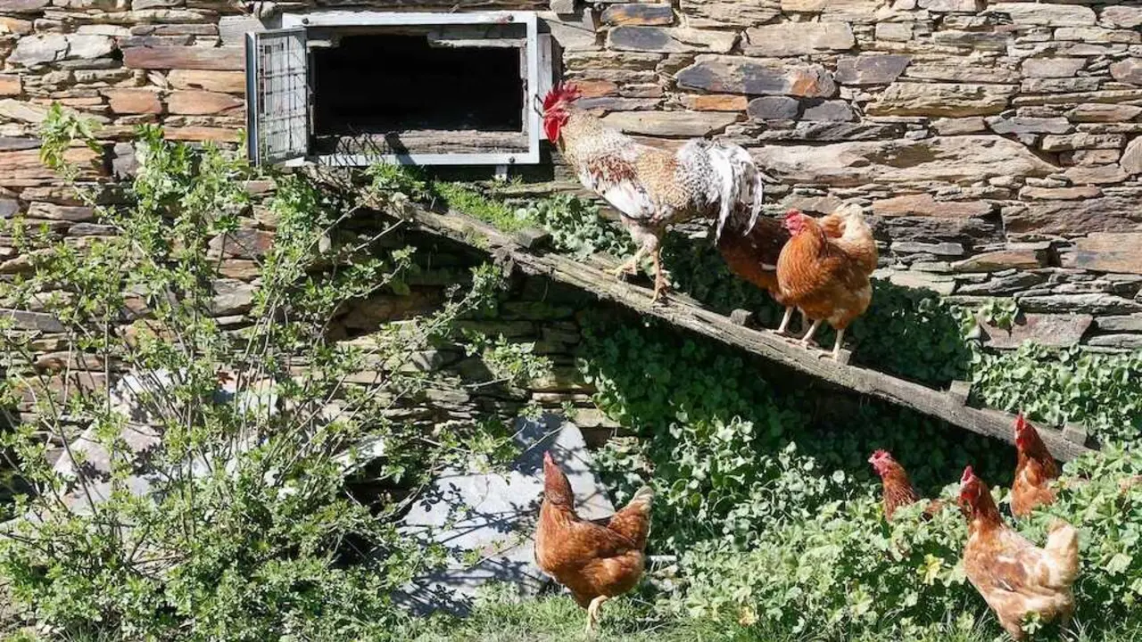 El Gobierno confina desde el lunes las aves de corral en 18 zonas de riesgo en Castilla-La Mancha, gripe aviar, gallinas, huevos,