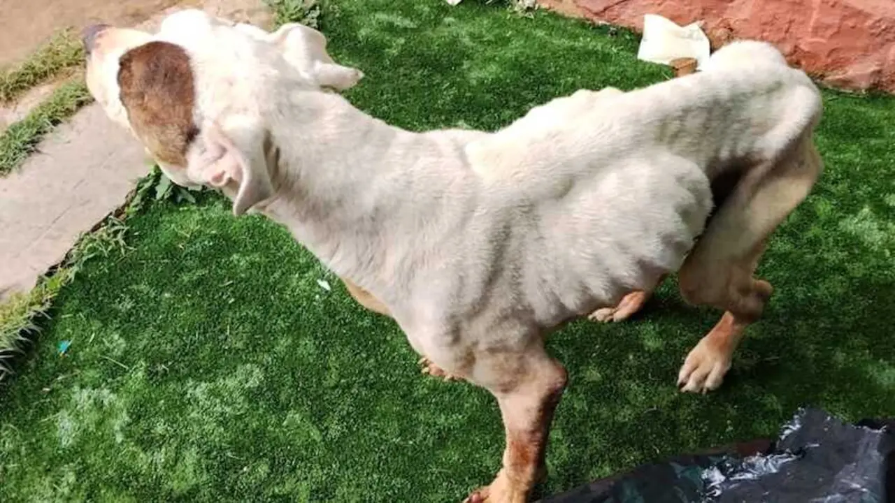 Detenida en Sigüenza por no cuidar a su perro, que tuvo que ser sacrificado