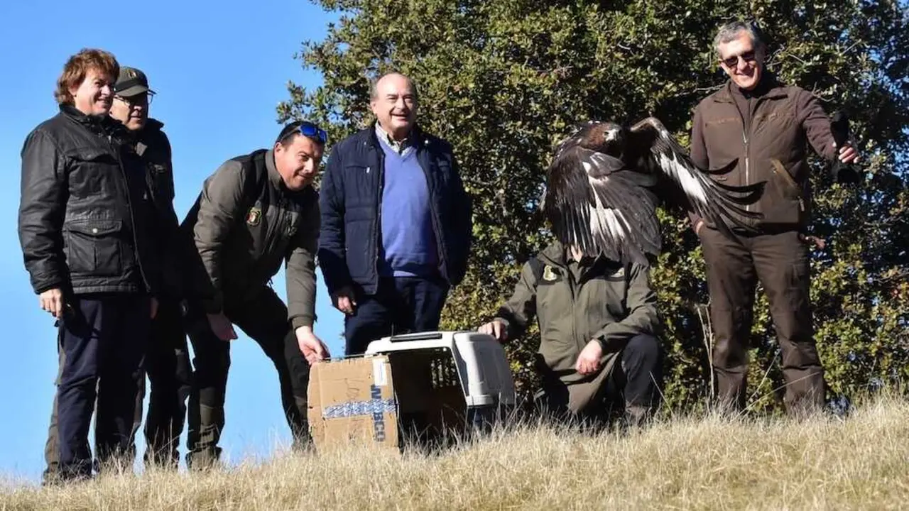 La Junta libera un águila imperial ibérica y dos reales en Castellar de Santiago (Ciudad Real)