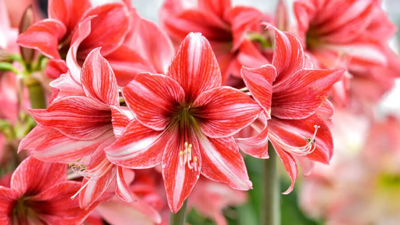 ¿Cuáles son las 5 mejores variedades de amarilis bulbosa en España?