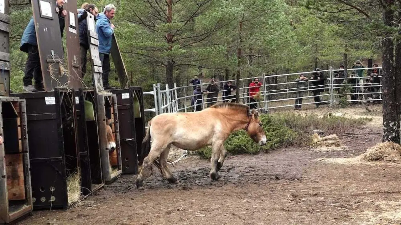 La Junta lleva seis caballos salvajes de Przewalski a Checa, en el Alto Tajo