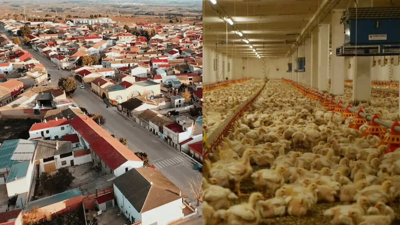 Pueblos Vivos critica la tramitaci&oacute;n ambiental de una macrogranja av&iacute;cola en El Herrumblar (Cuenca)