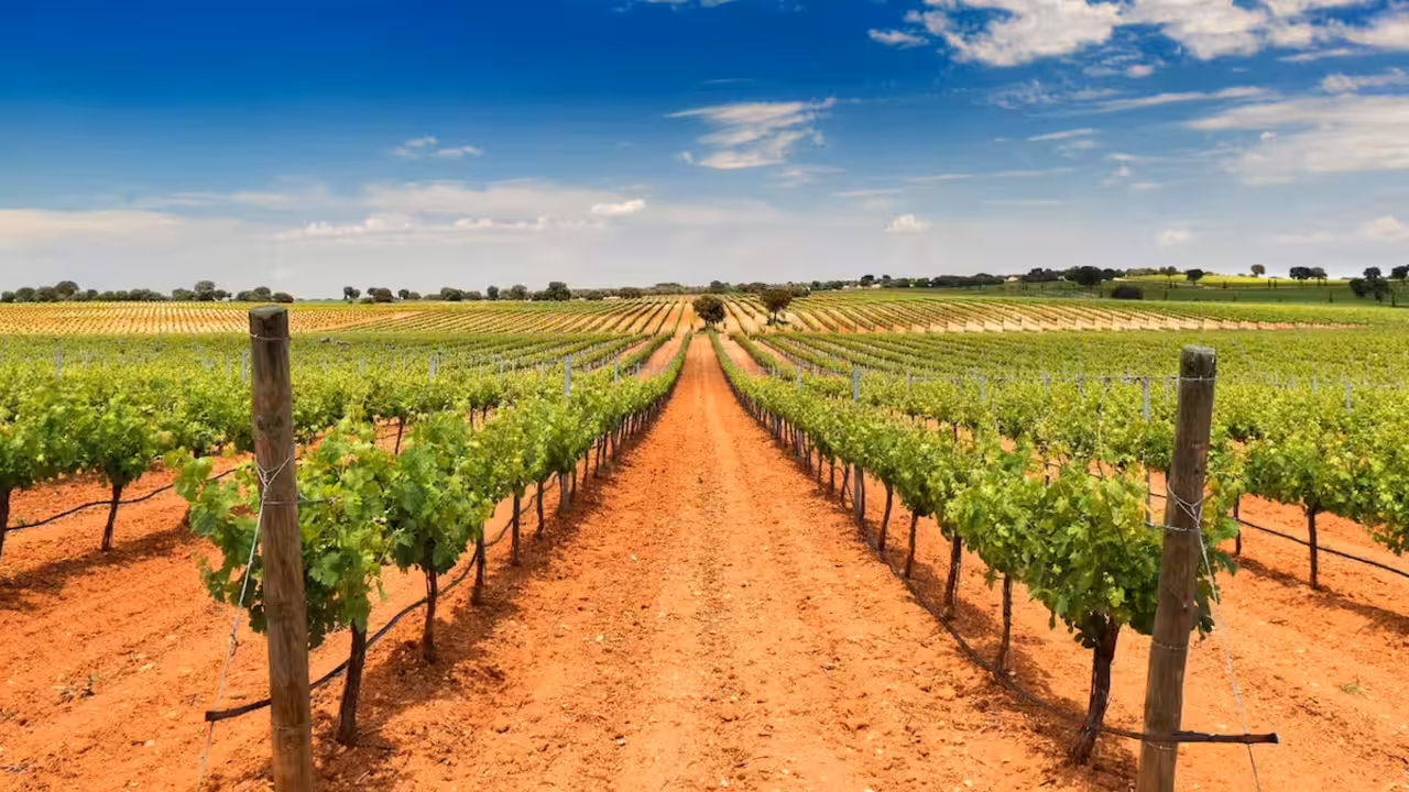 vi&ntilde;edo, vi&ntilde;a, vendimia, vino, campo, castilla-la mancha, vi&ntilde;edos, uva,