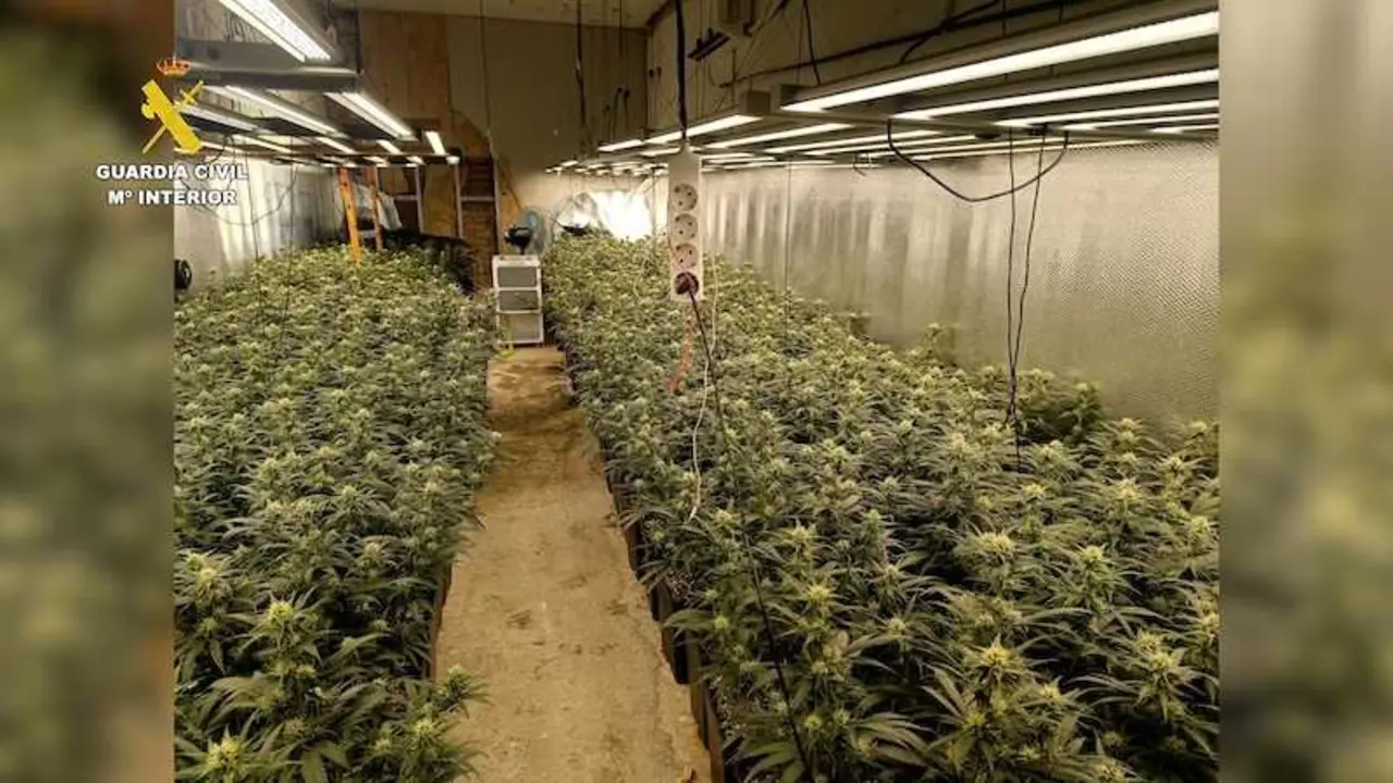 Desmantelada una plantaci&oacute;n indoor de marihuana en Erustes (Toledo) con un detenido