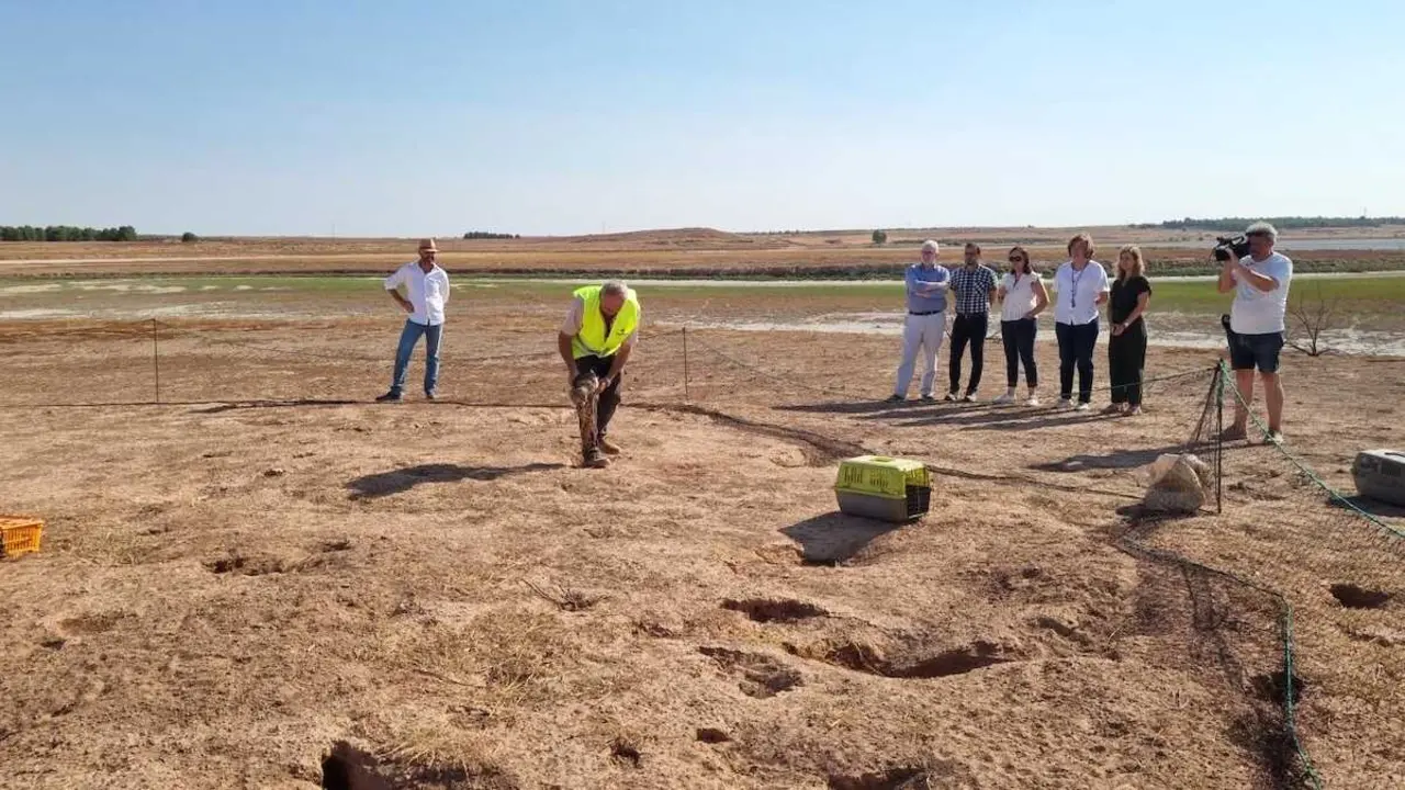 Un proyecto piloto busca atajar la sobrepoblaci&oacute;n de conejo con su caza y comercializaci&oacute;n
