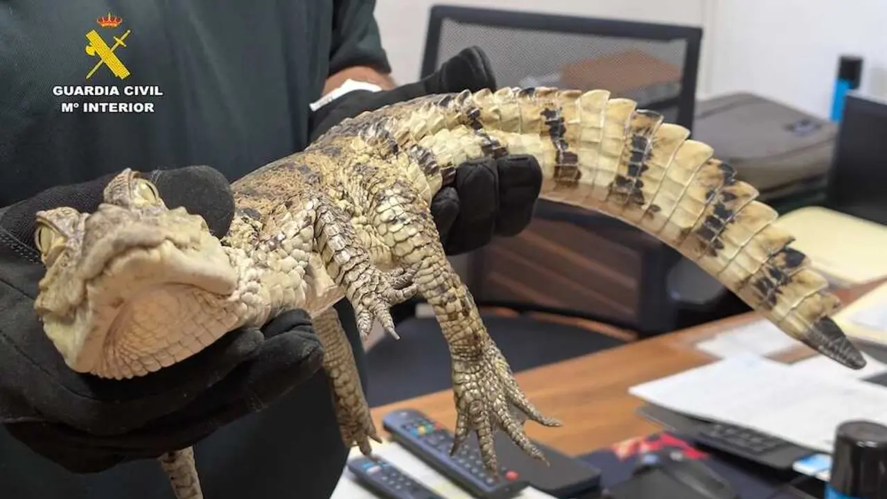 Dos investigados por la liberaci&oacute;n del caim&aacute;n yacar&eacute; en el pantano de Almansa (Albacete)