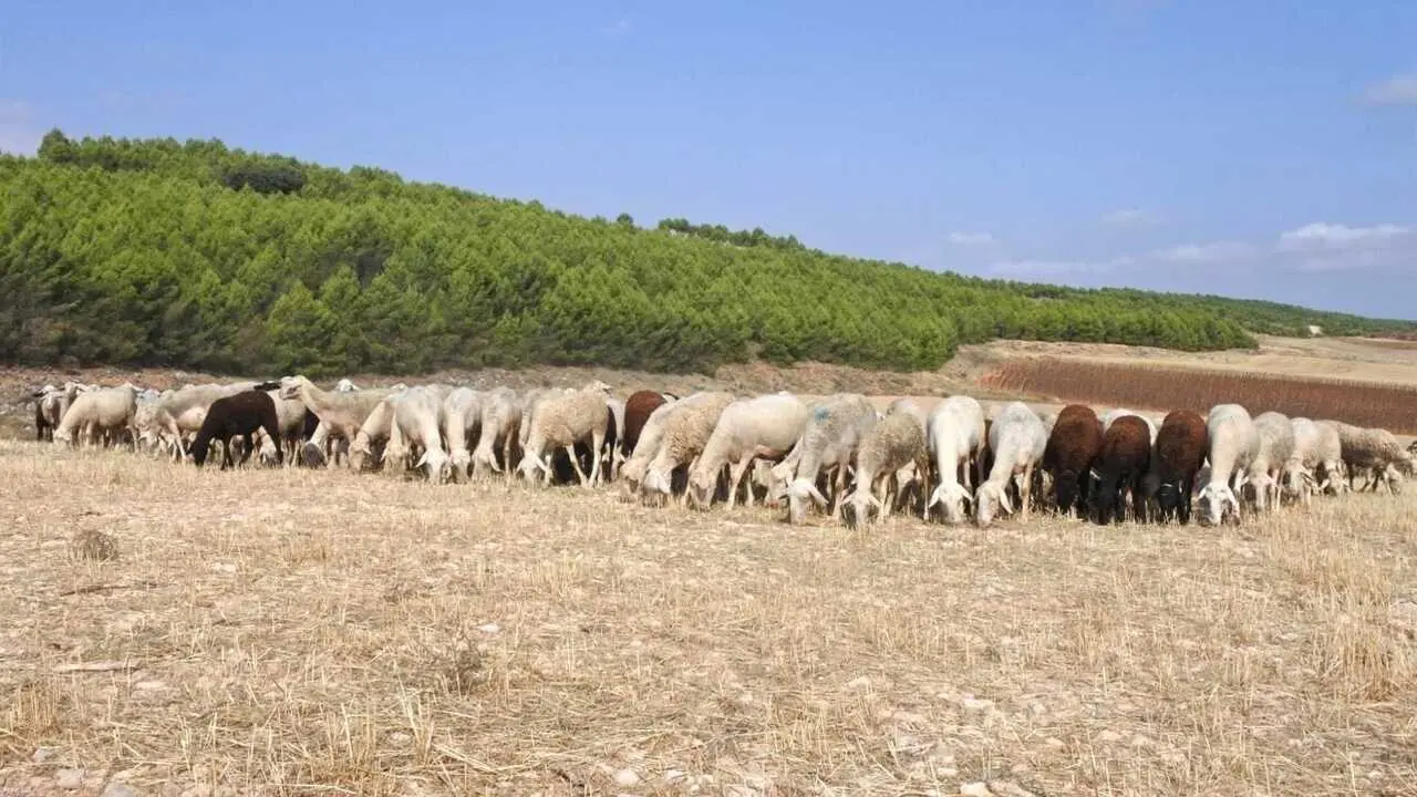 Escuela de Pastores, caprino, ovino, lengua azul, ovejas, ganado, ganader&iacute;a, pastor,