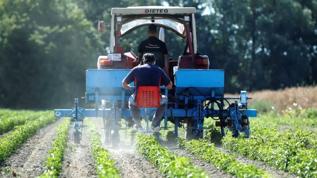 M&aacute;s de 44.000 agricultores de Castilla-La Mancha reciben 56 millones por la subida de los fertilizantes, agricultura, campo, PAC, pol&iacute;tica agraria com&uacute;n, cosecha,&nbsp;