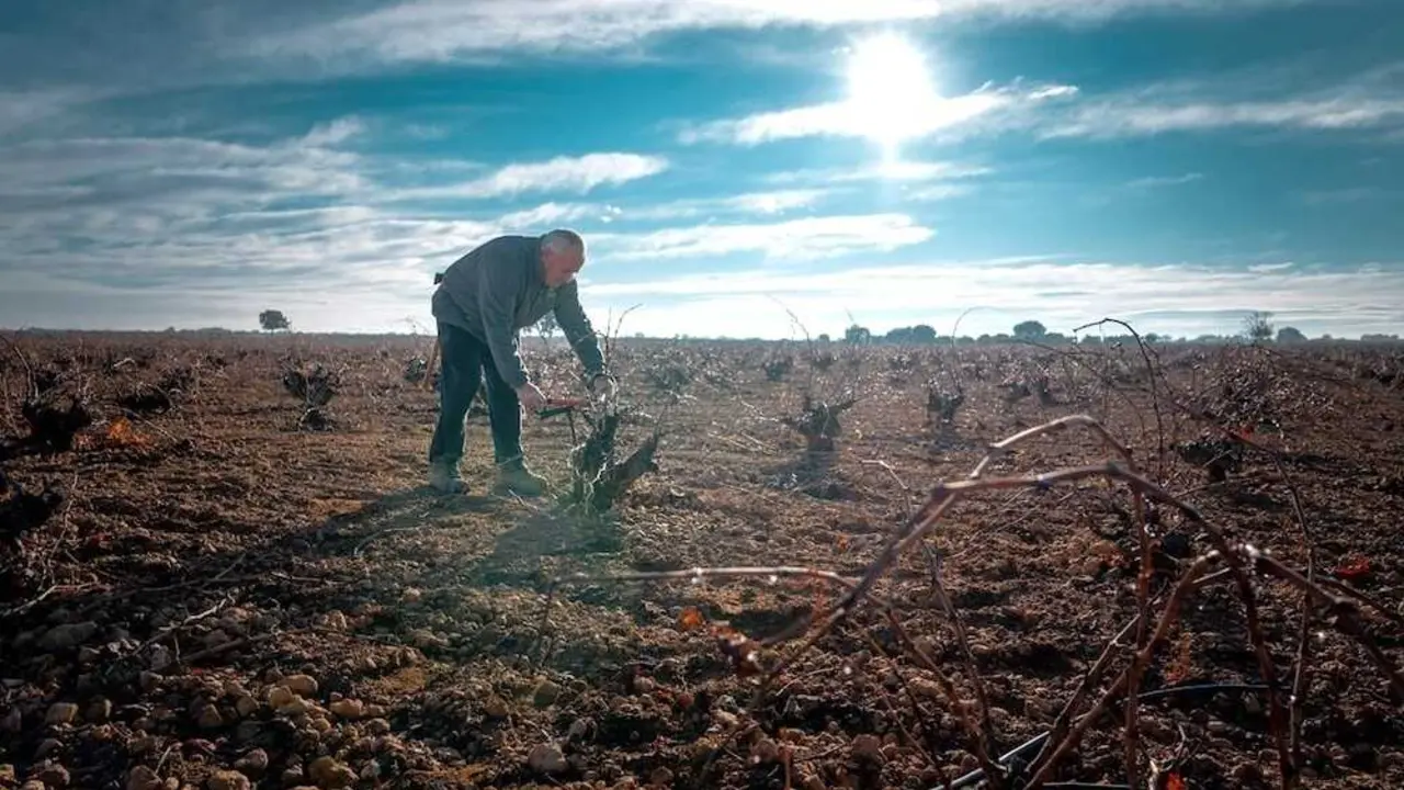 Arranca la poda en el vi&ntilde;edo de la D.O. La Mancha, clave para los vinos de calidad