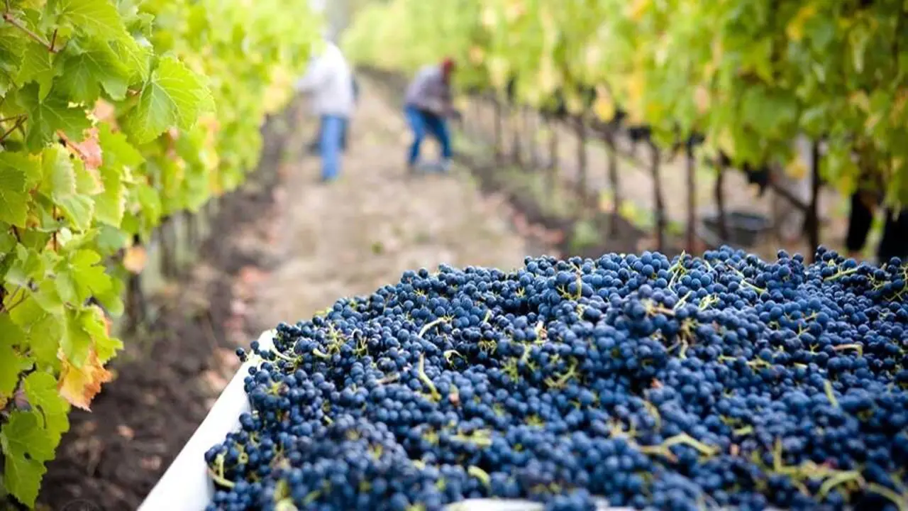 vendimia, destilaci&oacute;n de crisis, vi&ntilde;edo, temporeros, recolecta, recolecci&oacute;n, vino, vi&ntilde;edos, uva, agricultura, campo,&nbsp;